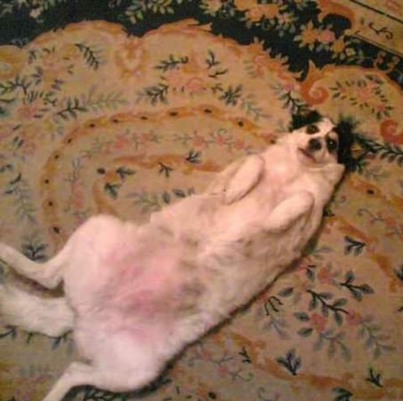 Vesna - Picture 4 of 5